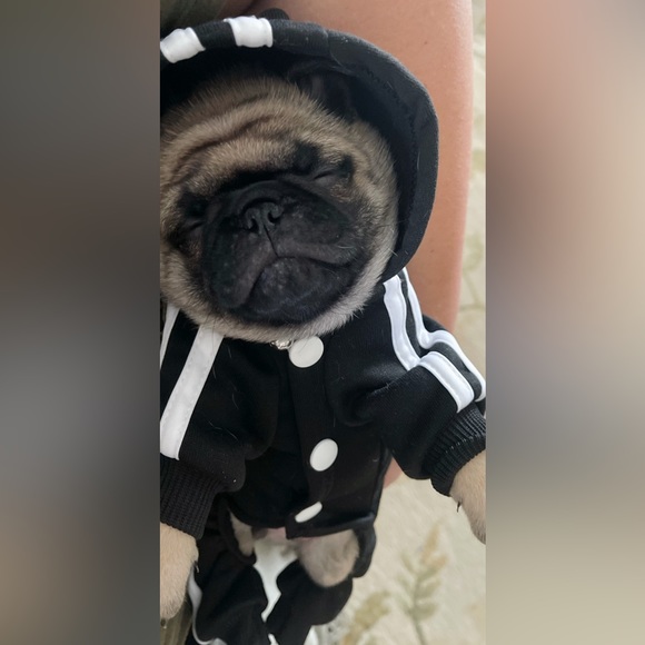 Adidas Inspired Adidog Hoodie Jacket 3 Bone Stripe Black White Sz Small - Picture 10 of 10